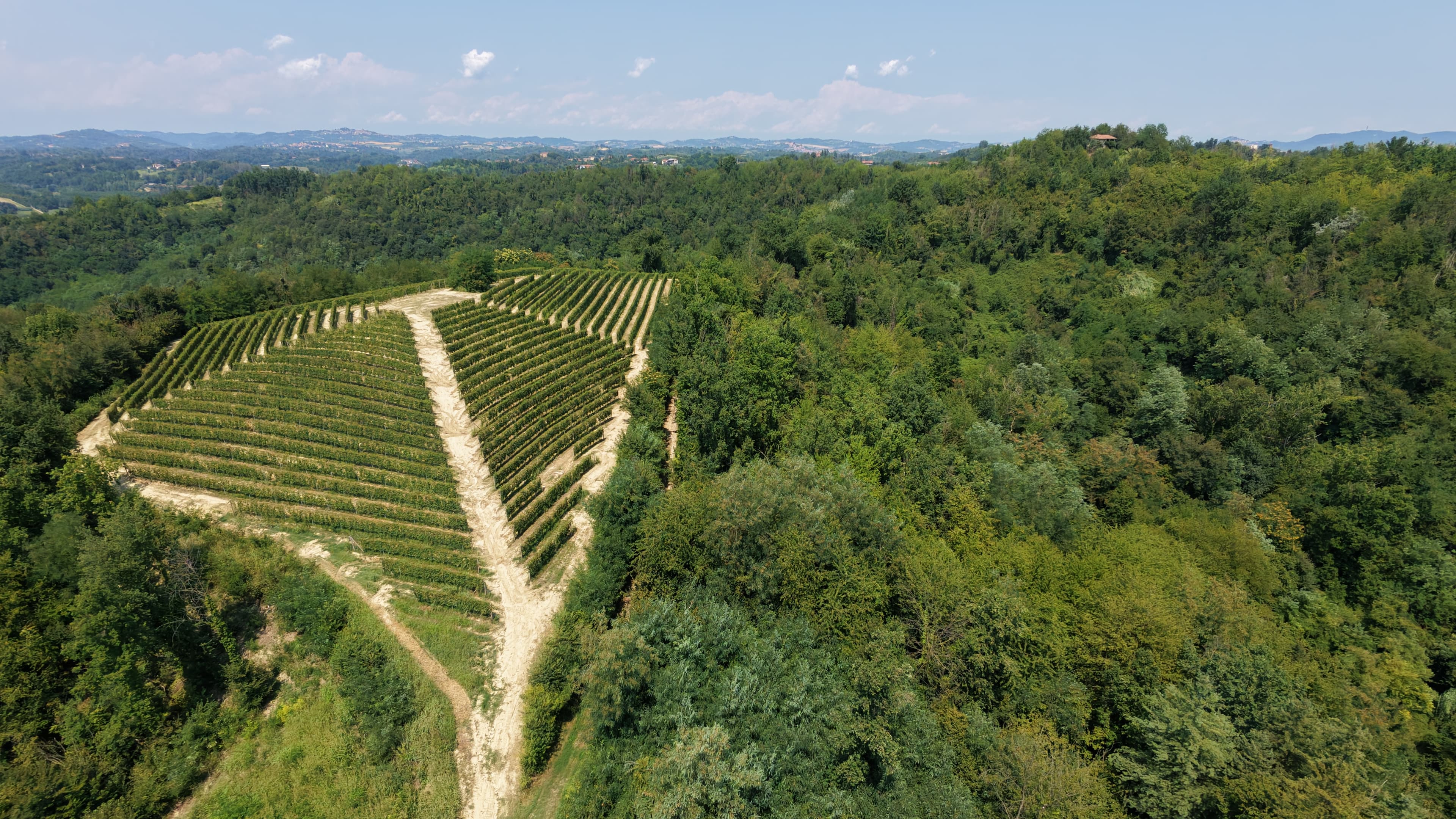 Vigneti a filari nel Monferrato, ripresa aerea