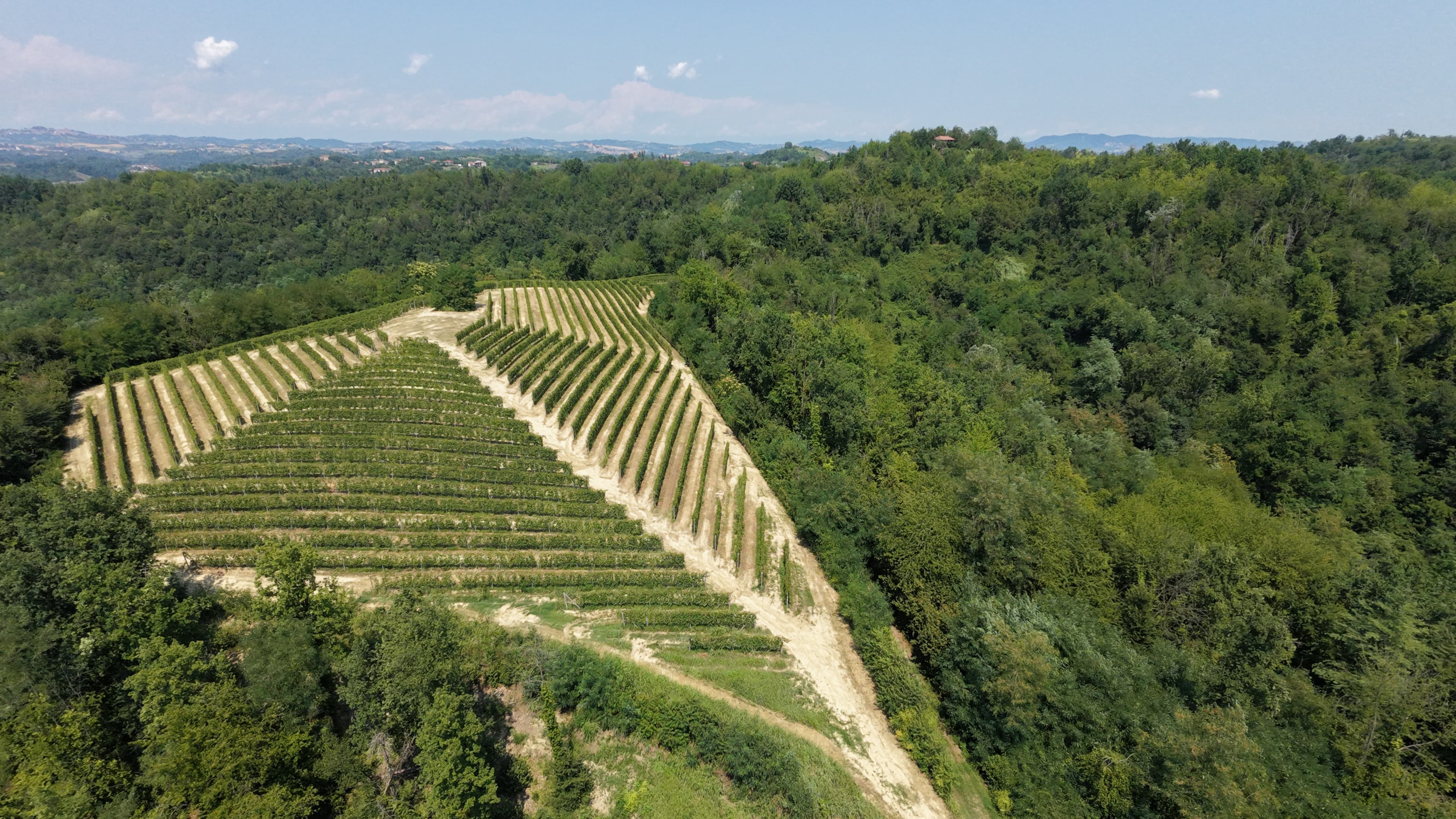Filari di vigneto